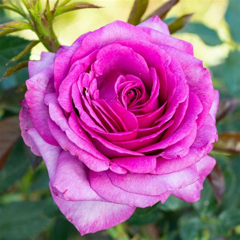 rose perfume factory